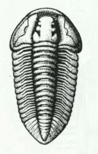 Flexicalymene Trilobite for Sale