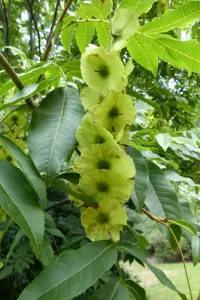 Paleocene Cyclocarya Fruit for Sale