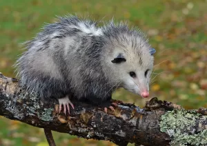 Mammal Fossils for Sale Opossum