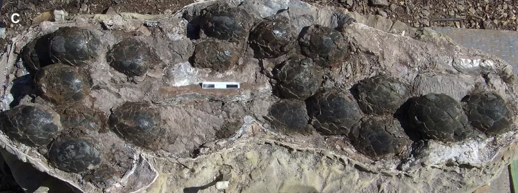 Megaloolithus Egg Shell