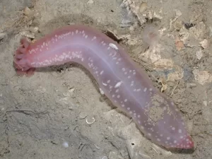 Mazon Creek Sea Cucumber Nodule