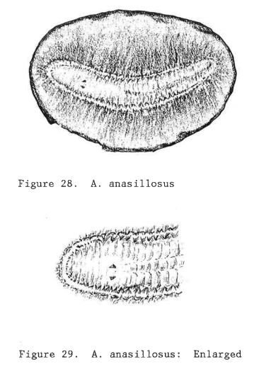 Mazon Creek Worm Nodule