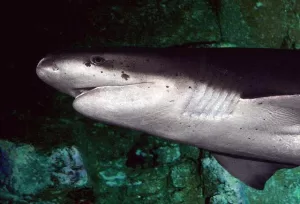 Notorhynchus cepedianus Shark Tooth