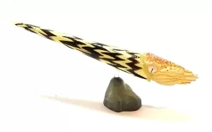 Rayonnoceras | Fossils for Sale Arkansas Rayonnoceras Cephalopod