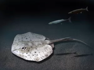 Rhombodus binkhorsti Ray