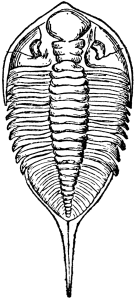 Dalmanites limurus Trilobite