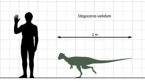 Stegoceras Pachycephalosaur