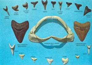 Fossil Sharkteeth Keychains