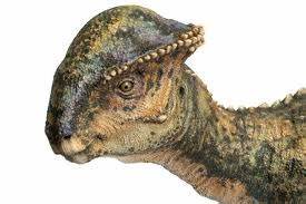 Stegoceras Pachycephalosaur