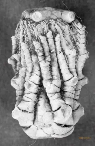 Kentucky Tholocrinus Crinoid