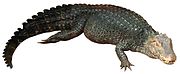 Leidyosuchus Alligatoroid