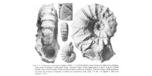 Conlinoceras_tarrantense-Kennedy-Cobban-1990a-pl5-800px | Fossils for Sale Conlinoceras tarrantense Ammonite