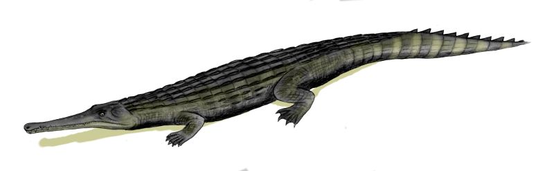 Dyrosaurus Crocodile