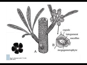 Australian Petrified Wood