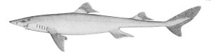 Squalus Dogfish Shark