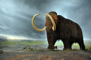 Woolly Mammoth Tusk