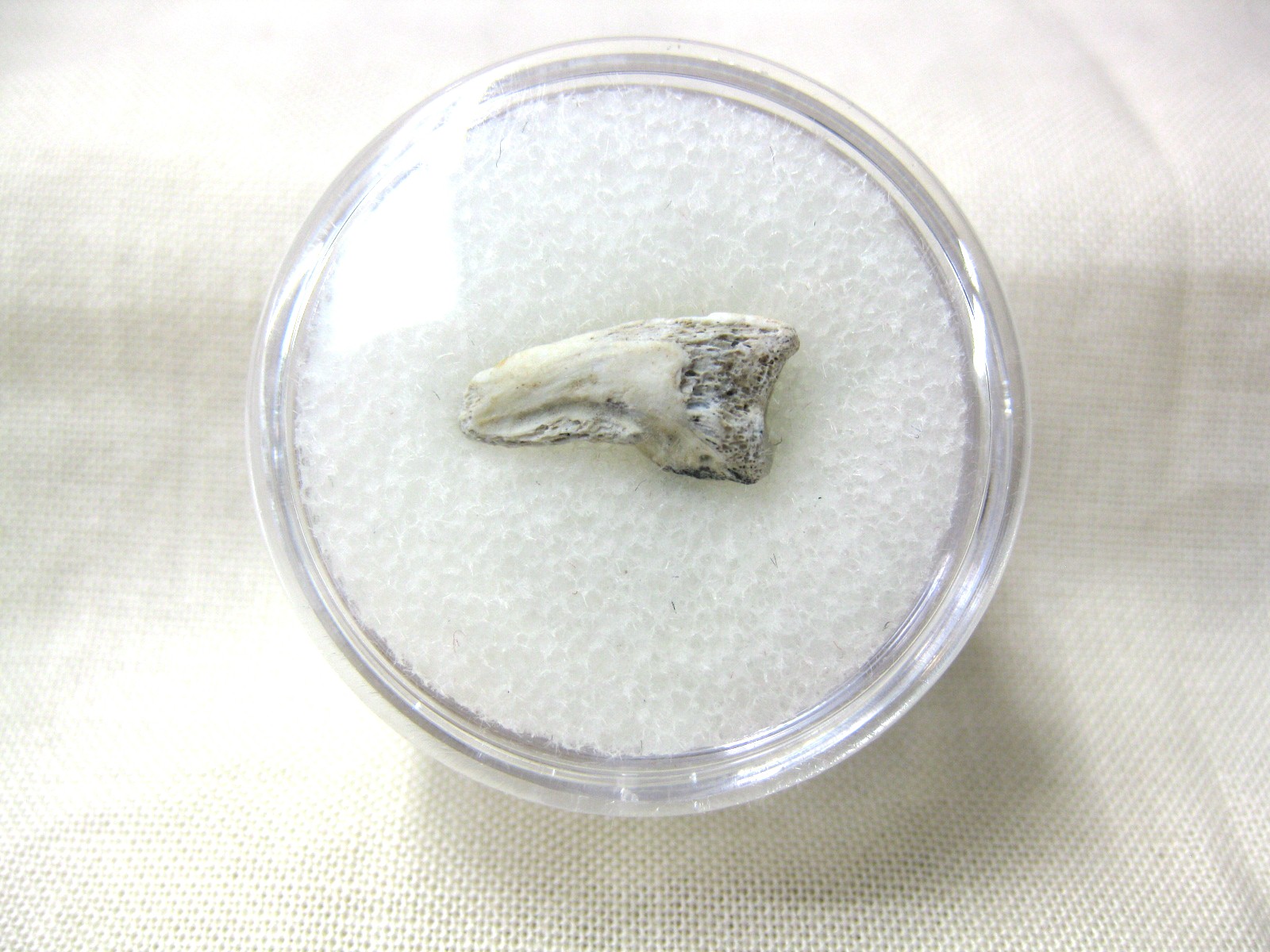 Labidosaurus Reptile Claw #3 | Fossils for Sale
