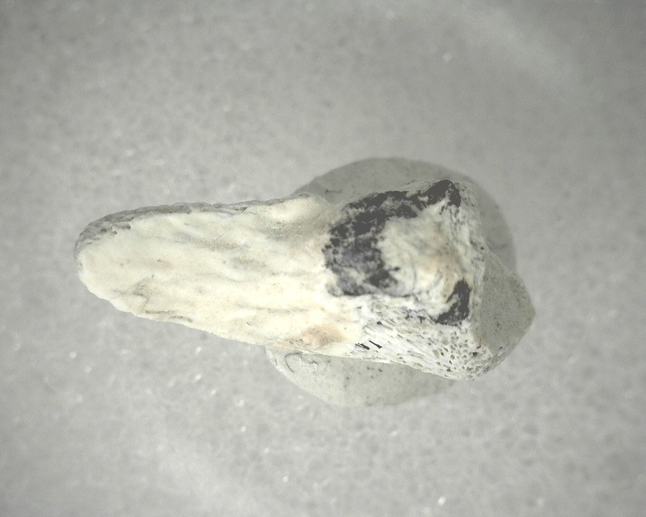 Labidosaurus Reptile Claw #3 | Fossils for Sale
