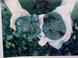 Opened Nodule reveals a Coeloma Crab inside