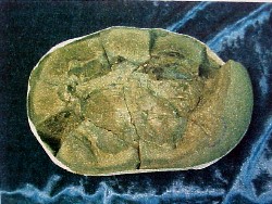 Bottom of the nodule containing the fossil coeloma crab