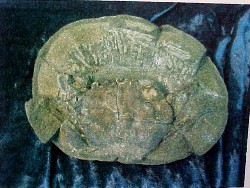 Prep work begins on the fossil coeloma crab nodule from Denmark