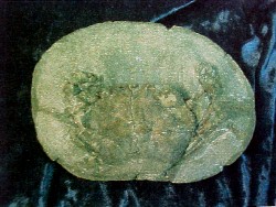 Work is progressing on the fossil Coeloma Crab Nodule