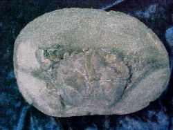 Prep work has progressed on the fossil Coeloma Crab Nodule