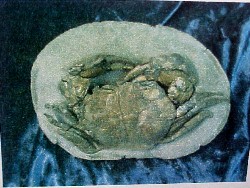 The final prep work has been completed on this fossil Coeloma Crab from Denmark