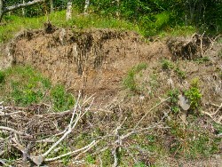 Cliff where fossil Coeloma Crab nodules are found