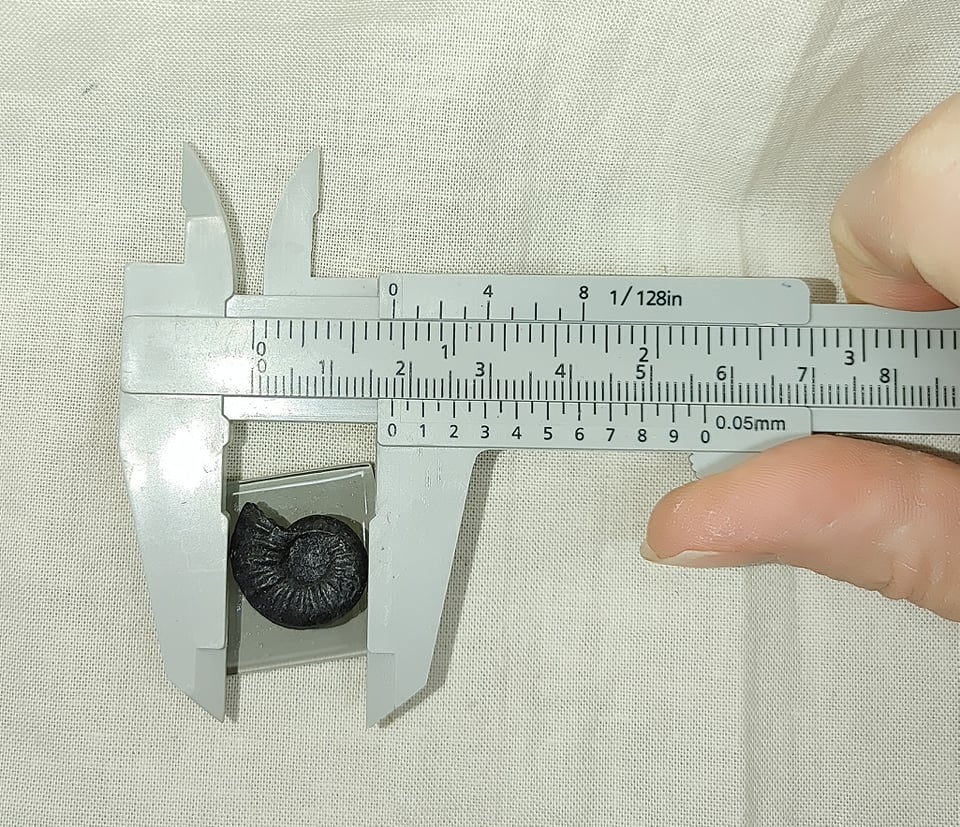 217703808_774319576574720_504198004524188979_n.jpg | Fossils for Sale