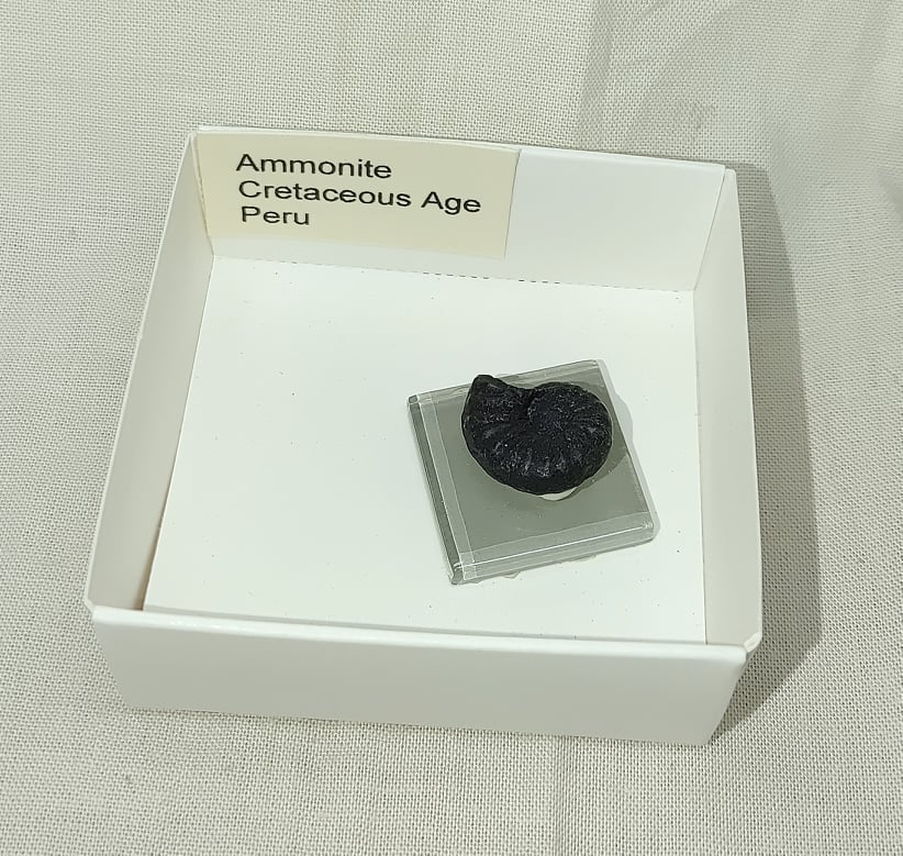 217806133_1504571346556006_9147943609229654458_n.jpg | Fossils for Sale