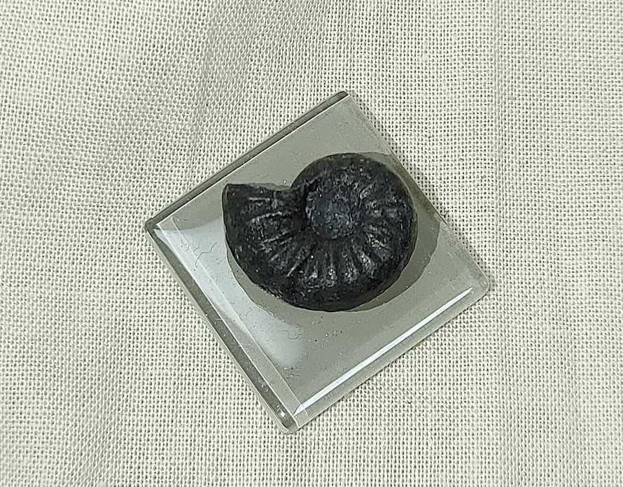 217888580_2981048512170232_8393377425878720627_n.jpg | Fossils for Sale