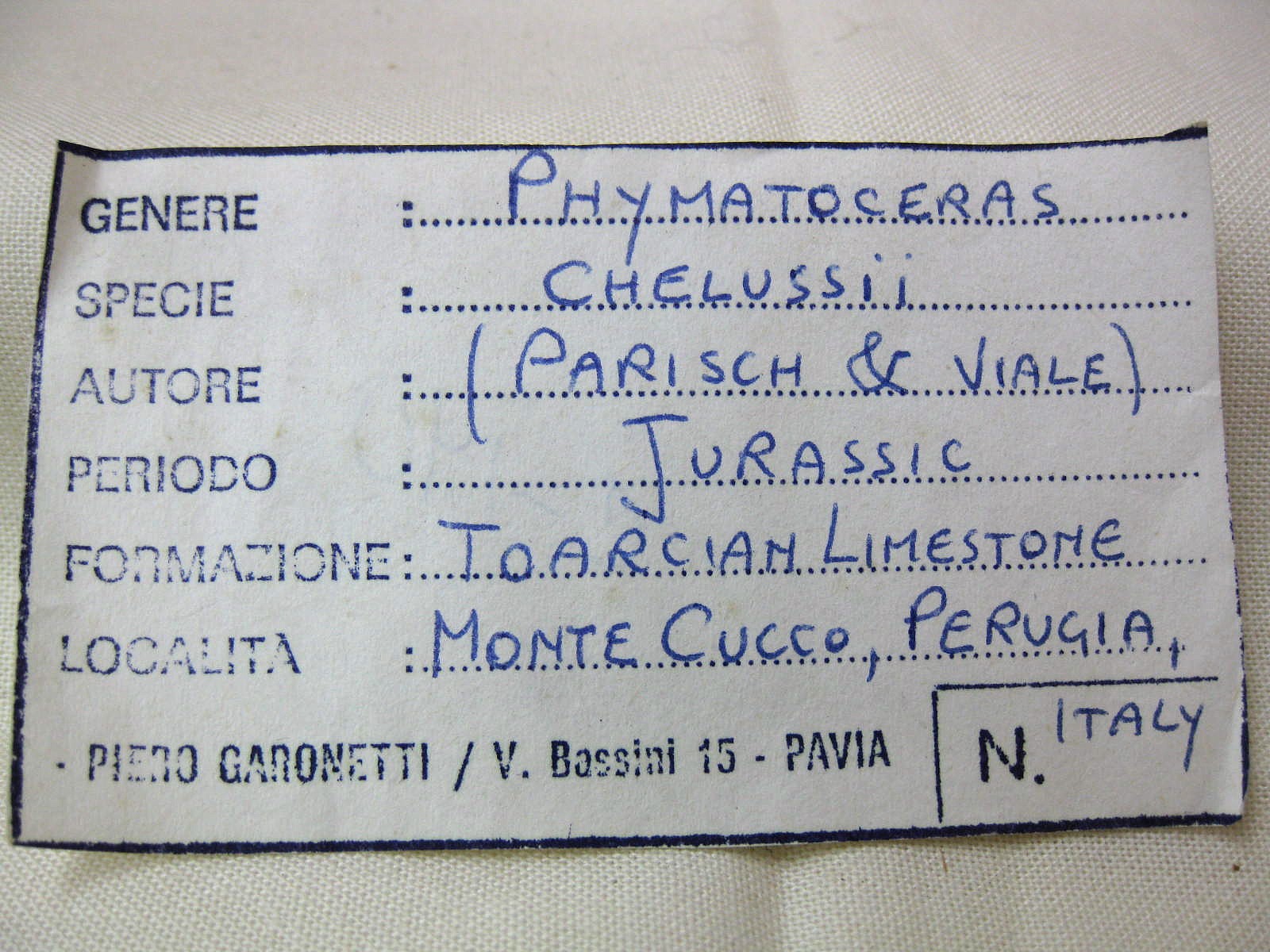 Italy-Ammonite-3.jpg | Fossils for Sale