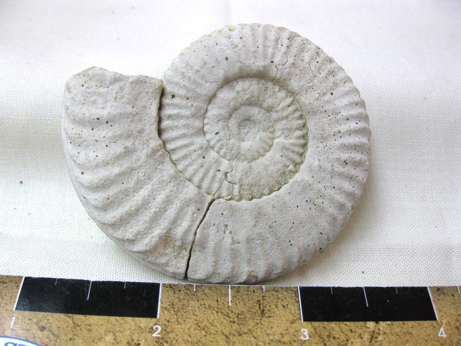 Italy-Ammonite-3a.jpg | Fossils for Sale