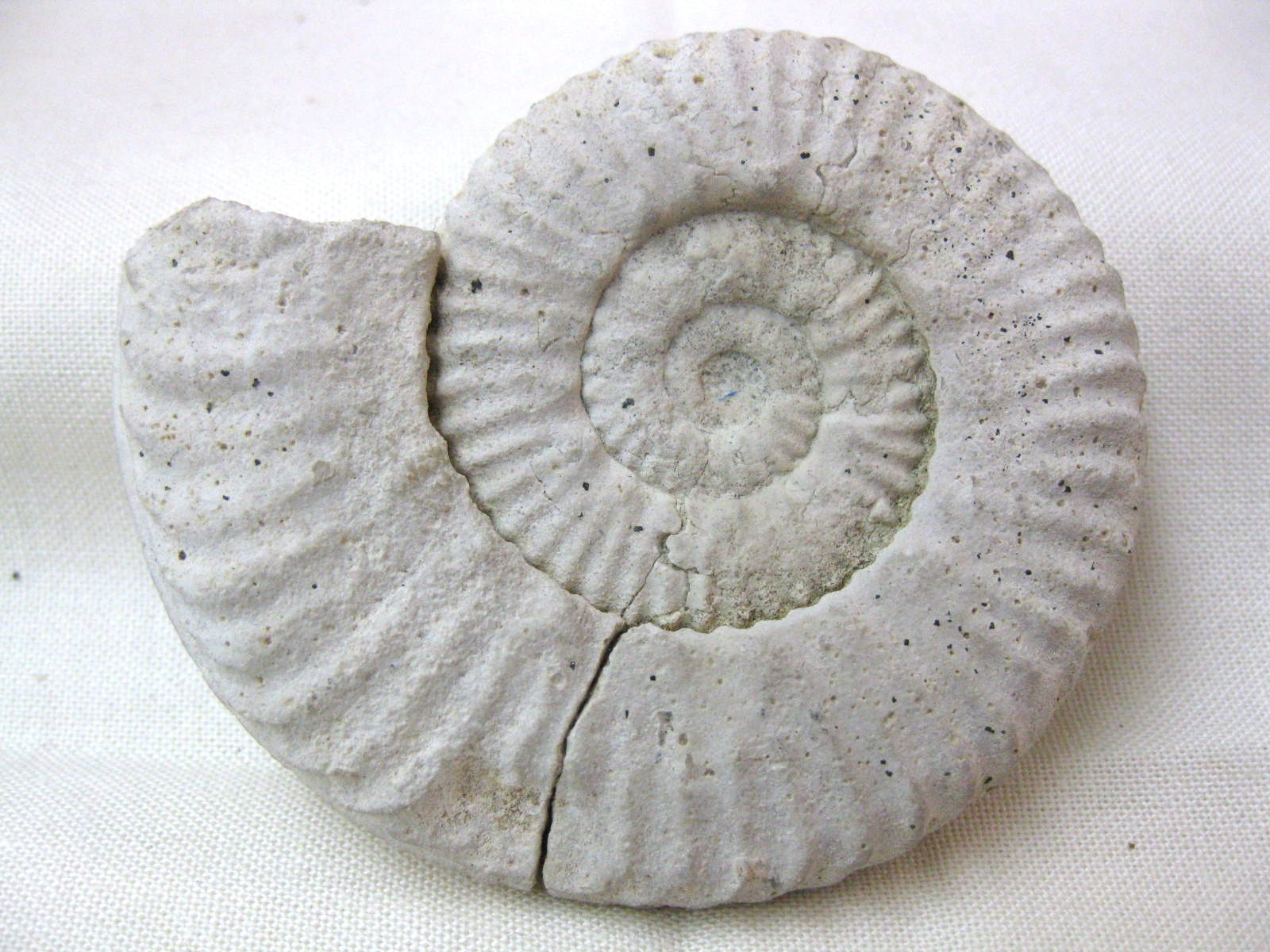Italy-Ammonite-3b.jpg | Fossils for Sale