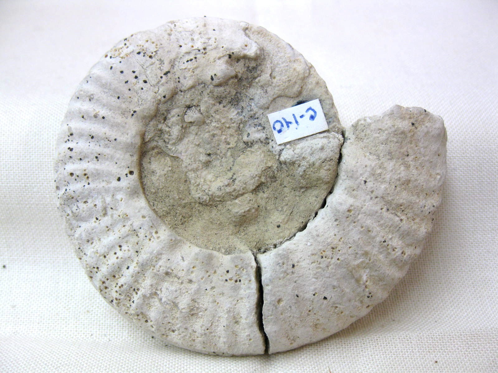 Italy-Ammonite-3c.jpg | Fossils for Sale