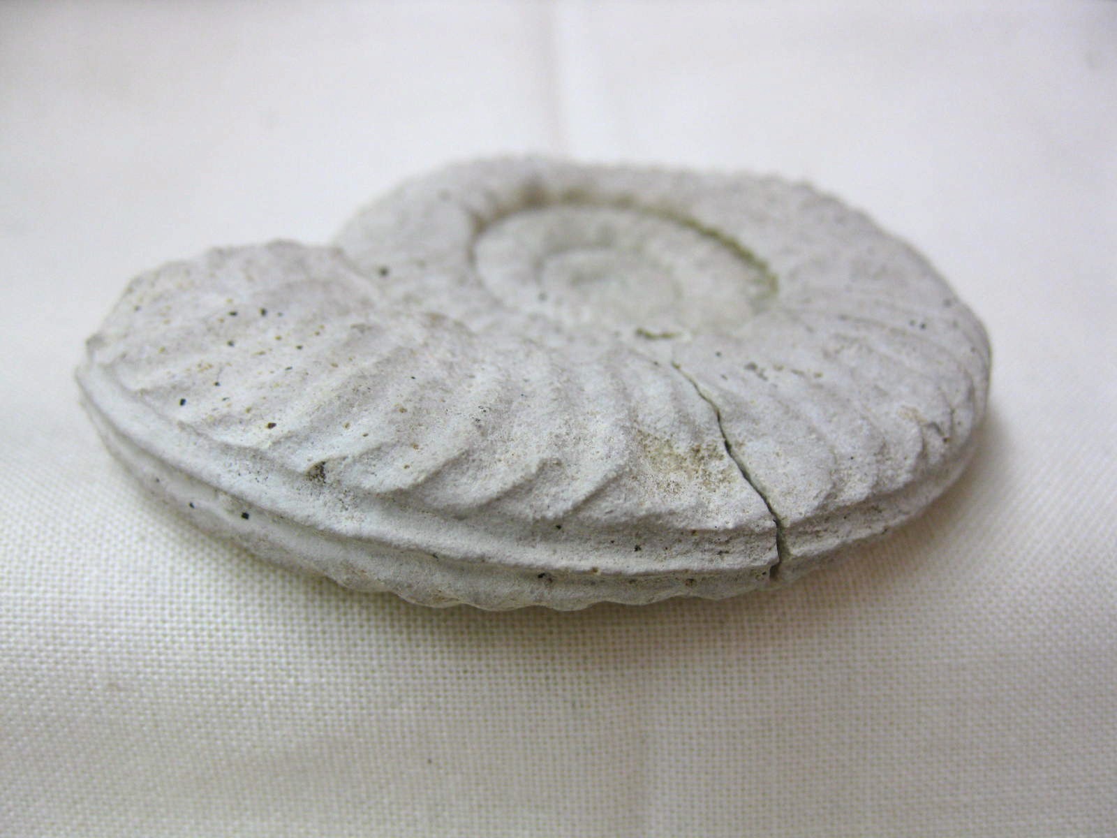 Italy-Ammonite-3d.jpg | Fossils for Sale