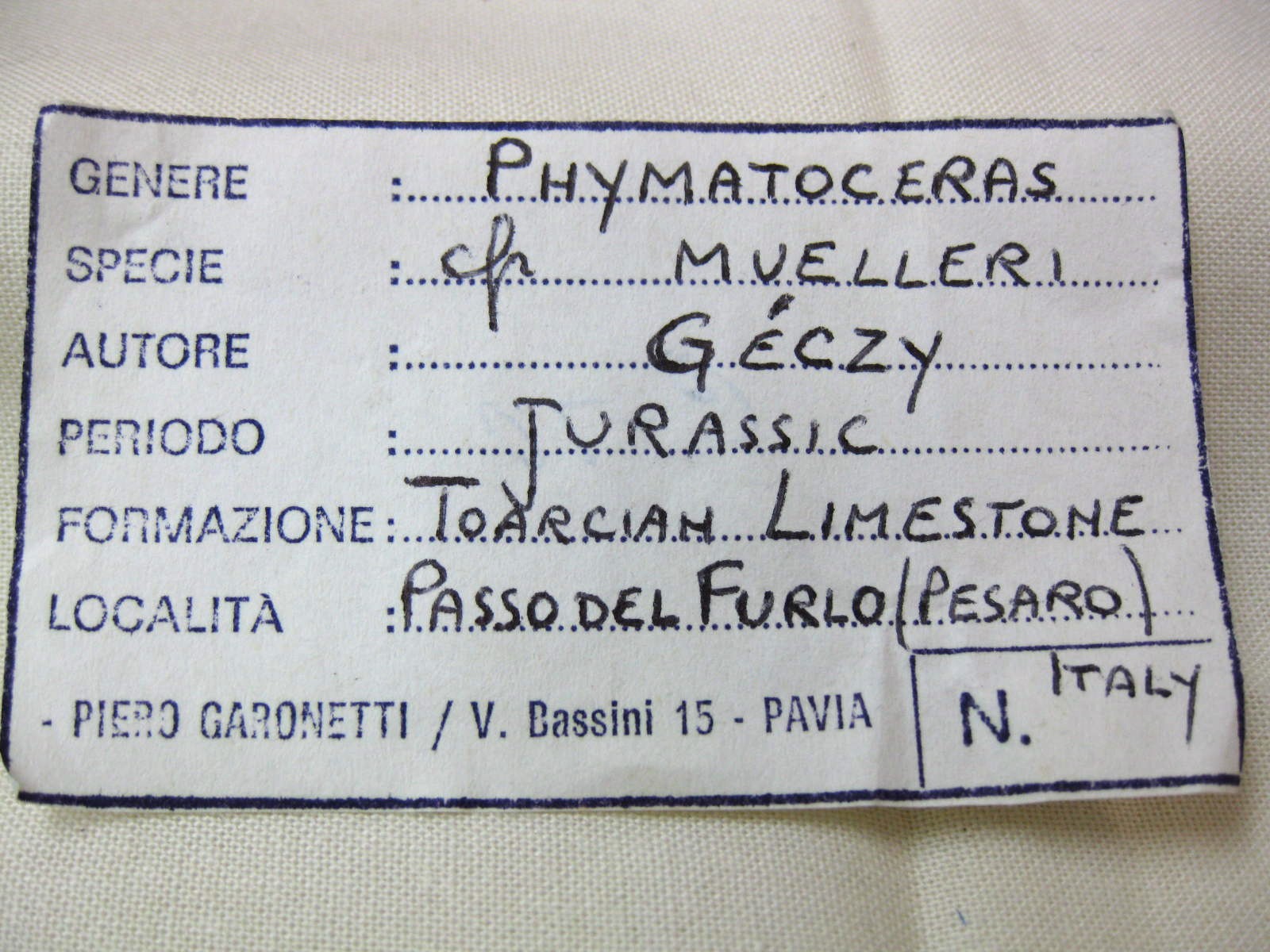 Italy-Ammonite-4.jpg | Fossils for Sale