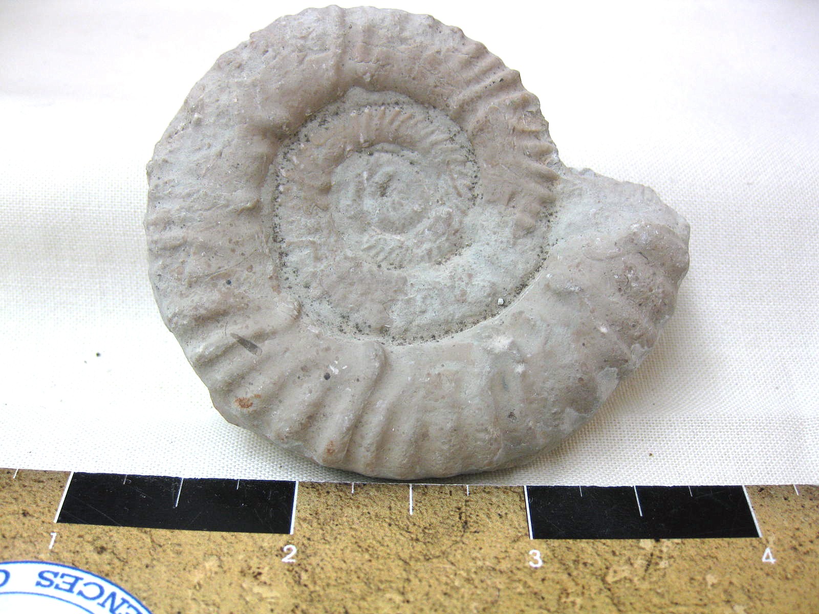 Italy-Ammonite-4a.jpg | Fossils for Sale