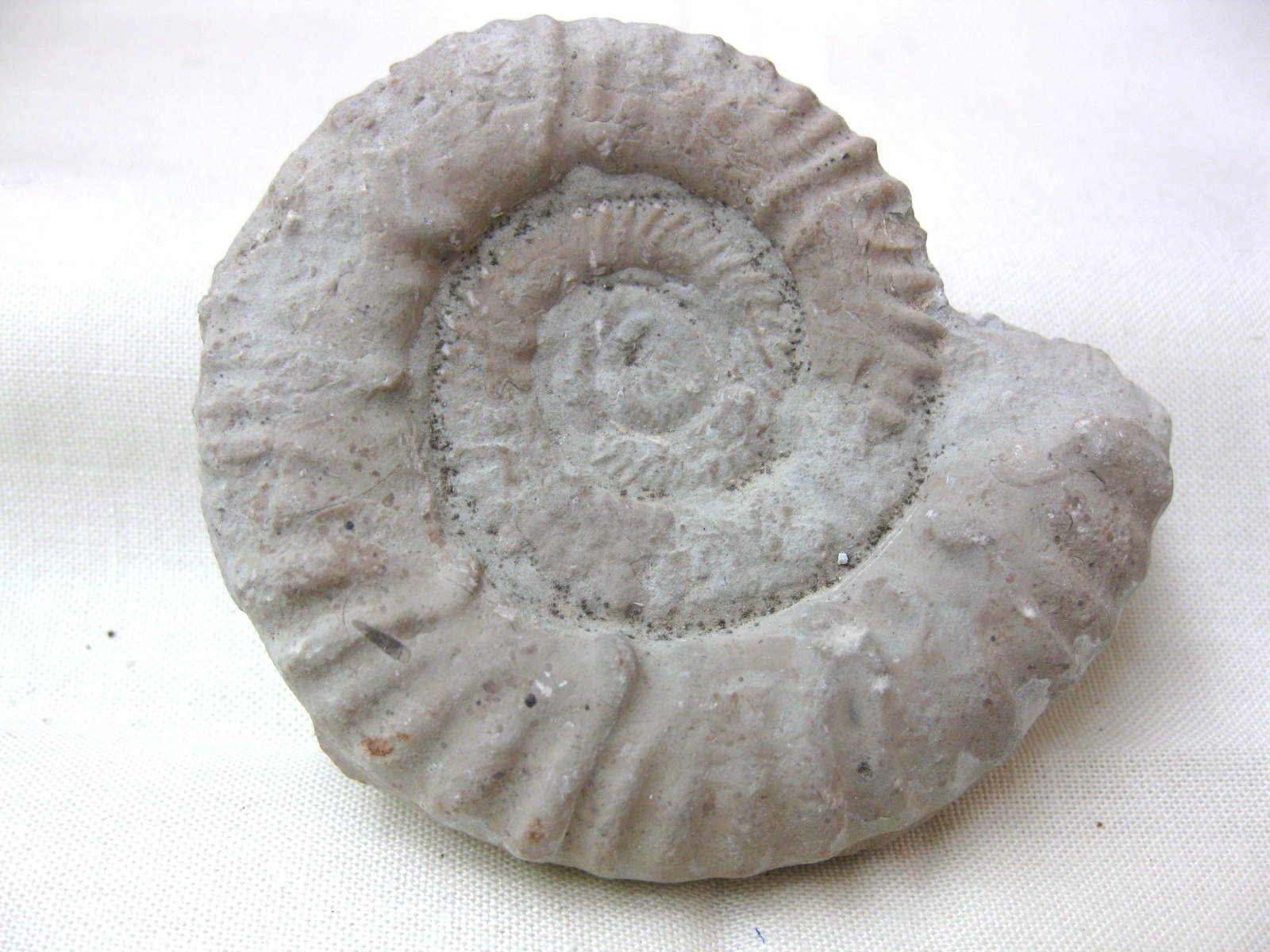 Italy-Ammonite-4b.jpg | Fossils for Sale