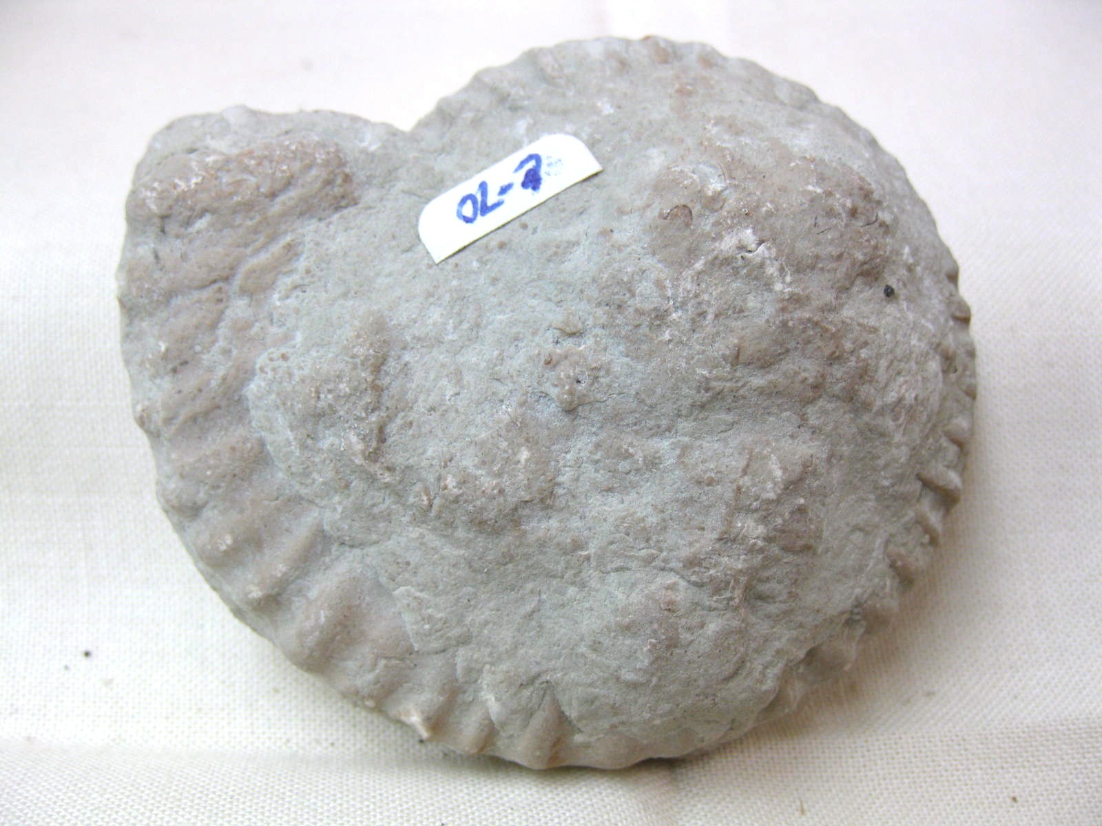 Italy-Ammonite-4c.jpg | Fossils for Sale