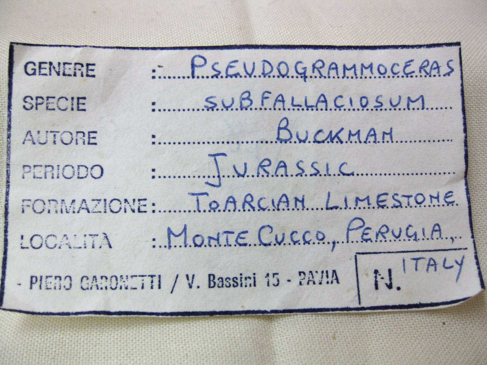 Italy-Ammonite-5.jpg | Fossils for Sale