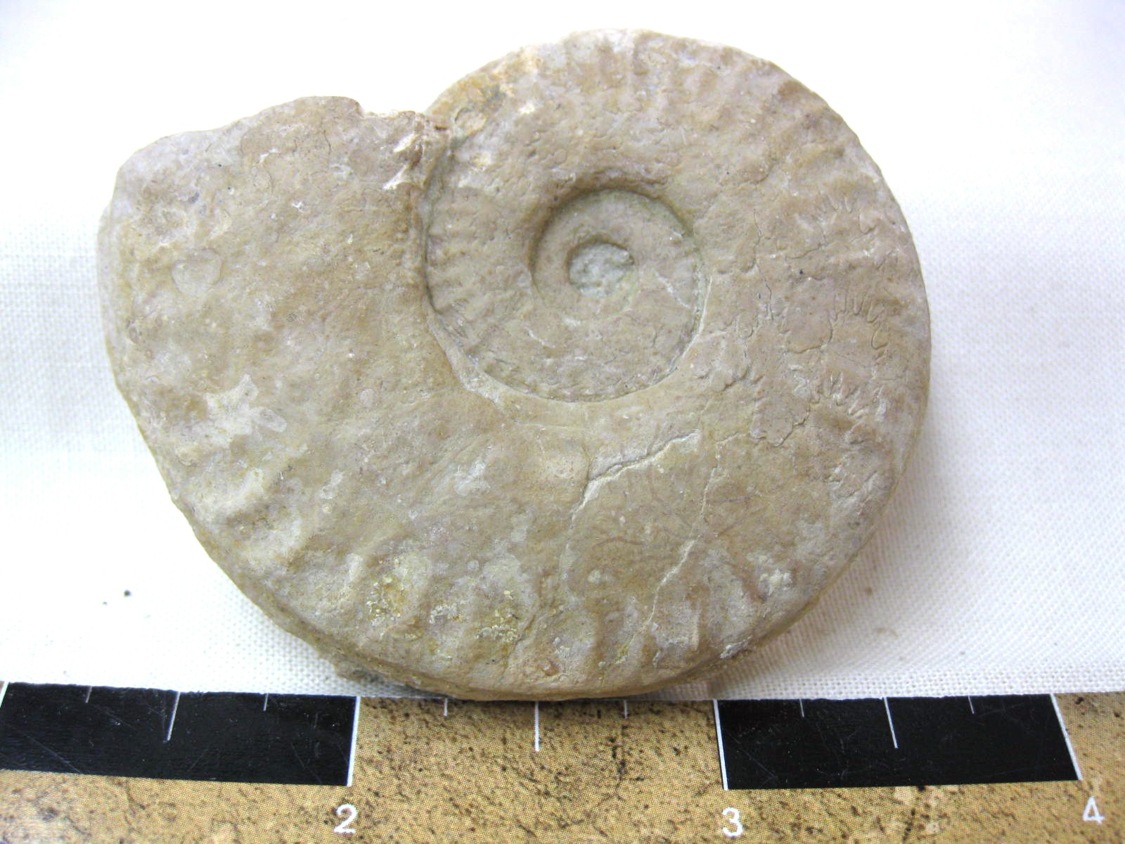 Italy-Ammonite-5a.jpg | Fossils for Sale