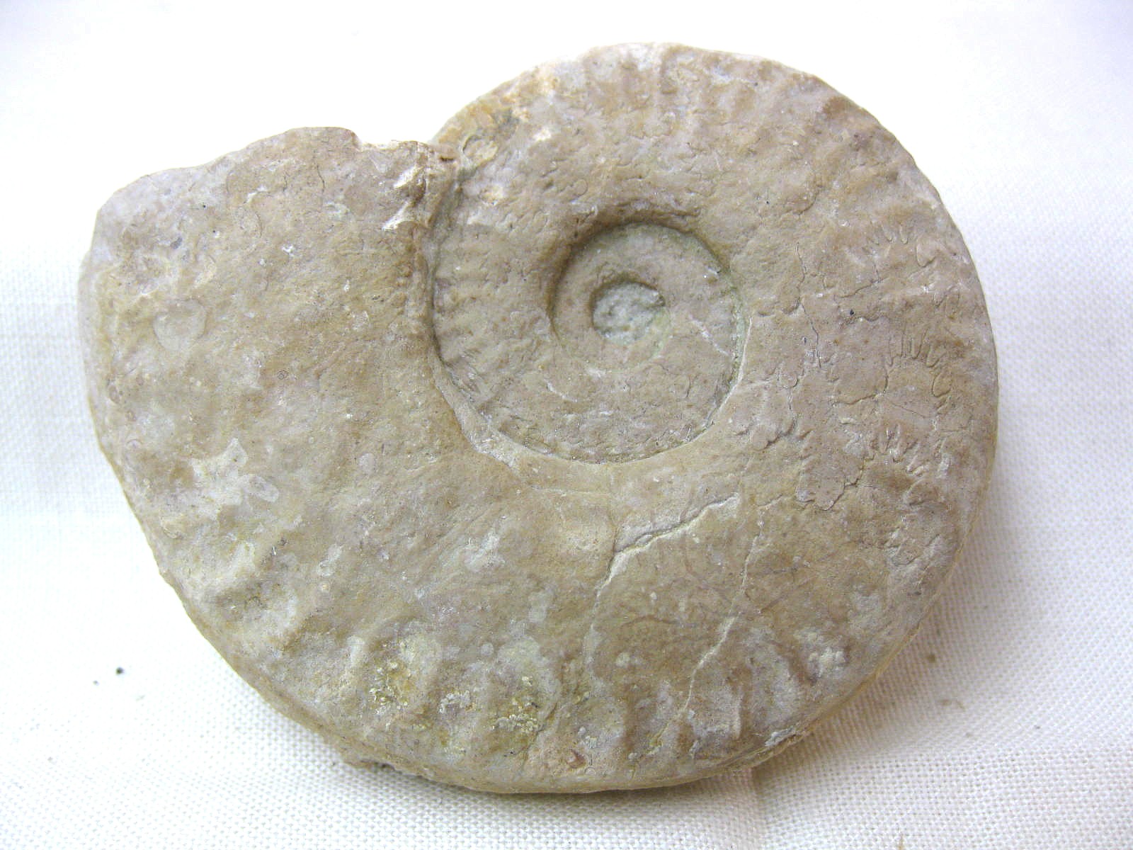 Italy-Ammonite-5b.jpg | Fossils for Sale