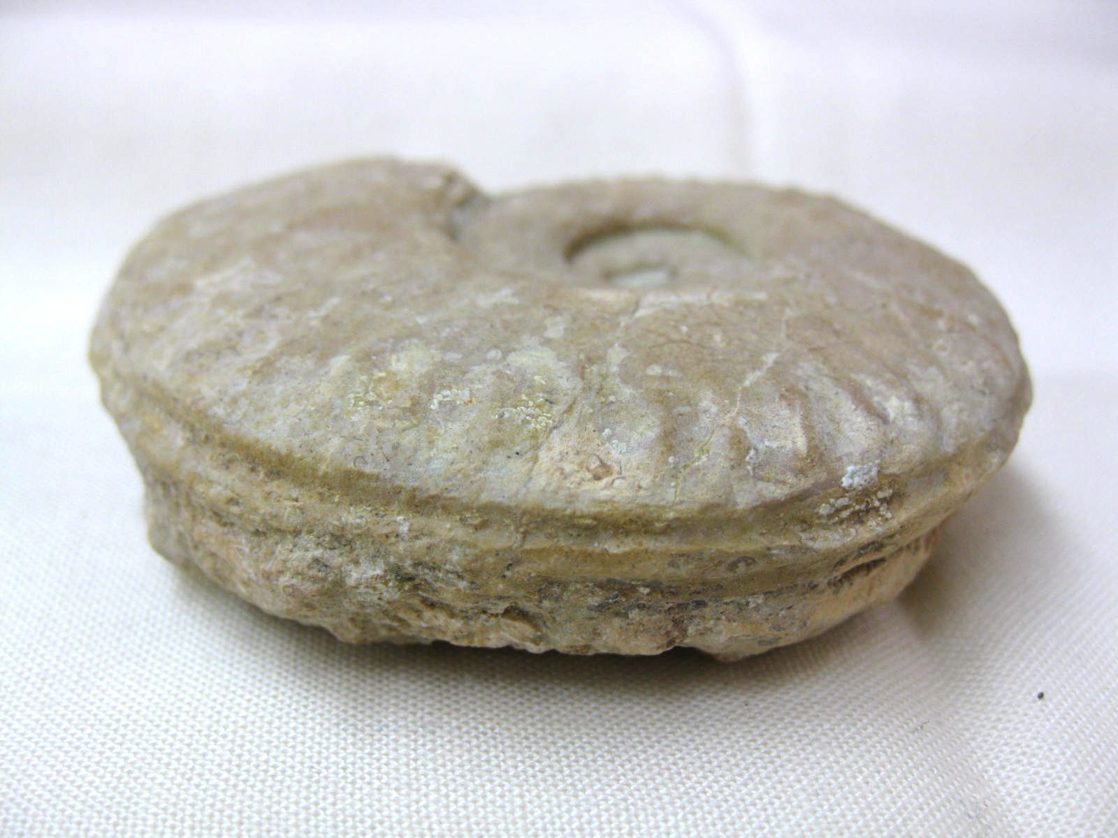 Italy-Ammonite-5d.jpg | Fossils for Sale