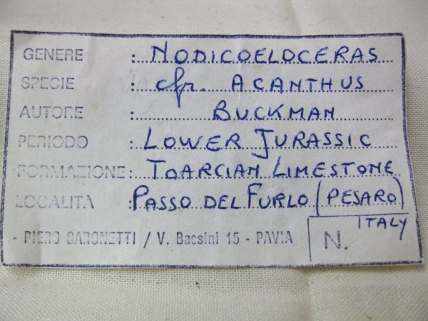Italy Fossil Ammonite #6 - Image 2