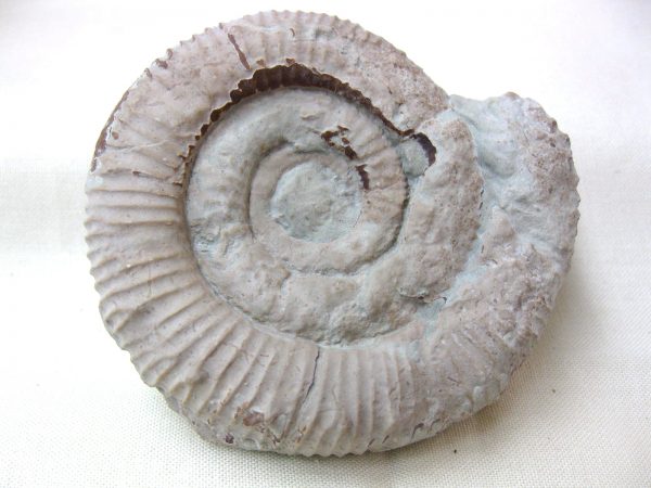 Italy Fossil Ammonite #6 - Image 5