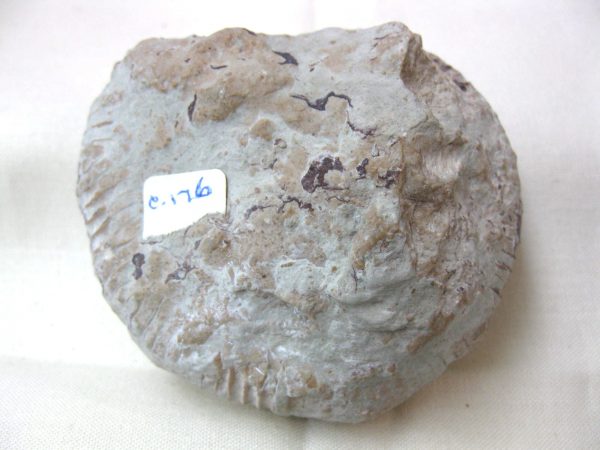 Italy Fossil Ammonite #6 - Image 4