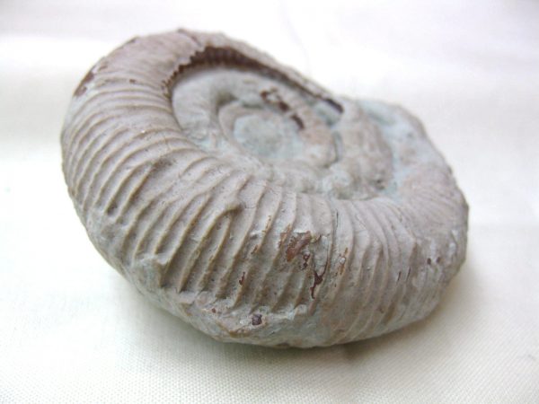 Italy Fossil Ammonite #6 - Image 3