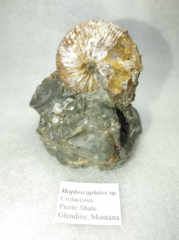 Montana Fossil Ammonite #6